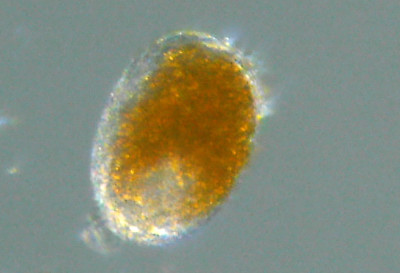 Microscopia al Lago di Bracciano, zona Pantane