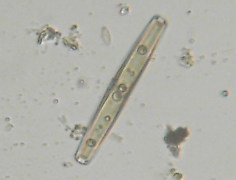 Diatomee e altre alghe unicellulari