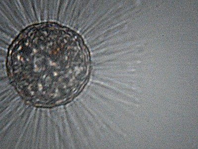 Microscopia al Lago di Bracciano, zona Pantane