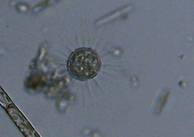 Microscopia al Lago di Bracciano, zona Pantane