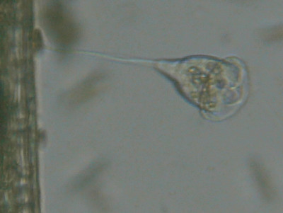 Microscopia al Lago di Bracciano, zona Pantane