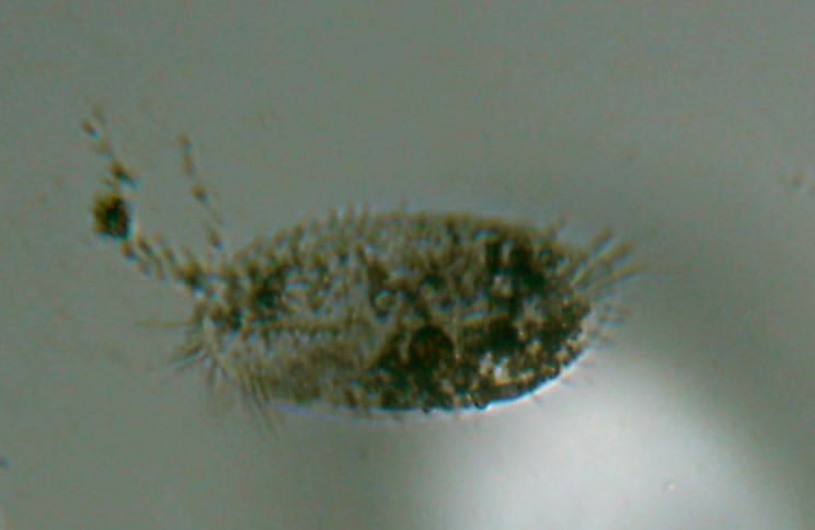 Organismi unicellulari