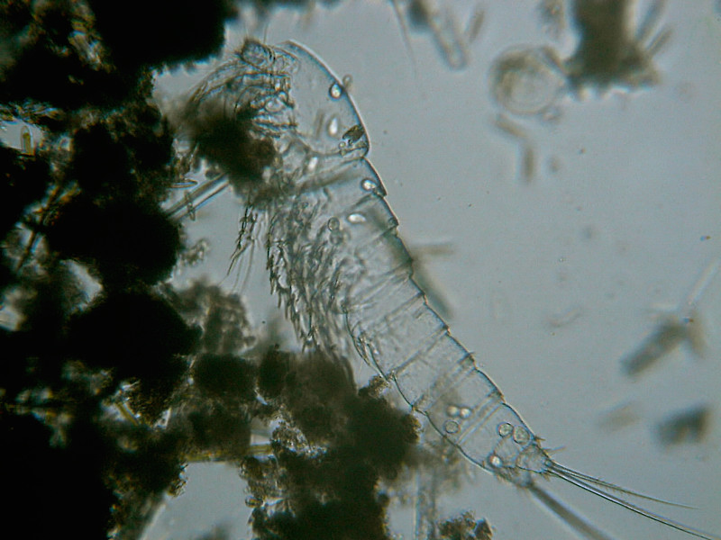 Microscopia al Lago di Bracciano, zona Pantane