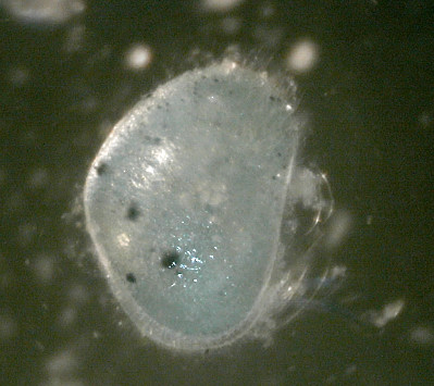 Microscopia al Lago di Bracciano, zona Pantane