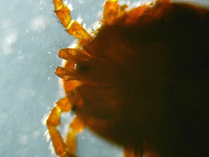 Microscopia delle acque astatiche del Bosco di Foglino