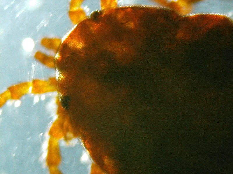 Microscopia delle acque astatiche del Bosco di Foglino