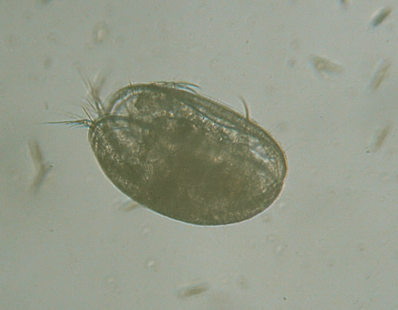 Microscopia al Lago di Bracciano, zona Pantane