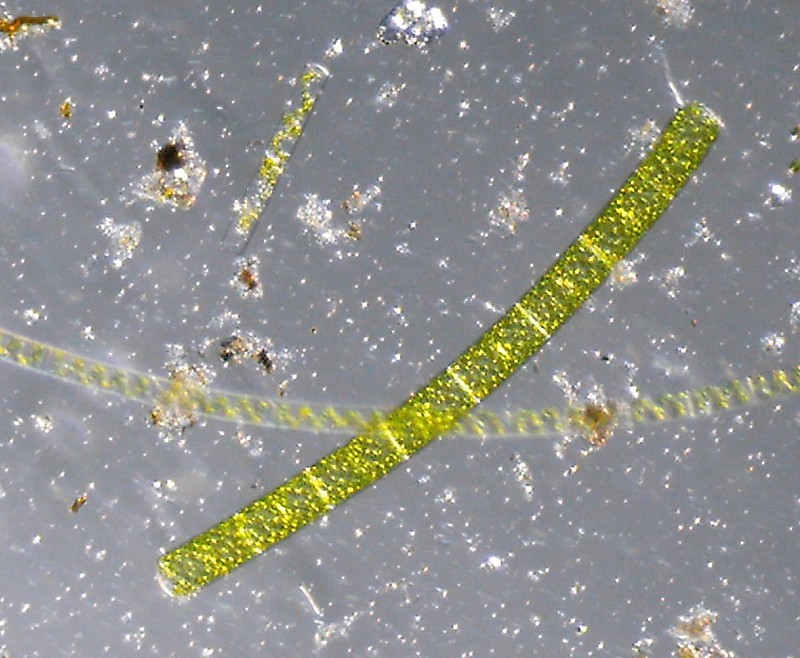 Microscopia delle acque astatiche del Bosco di Foglino