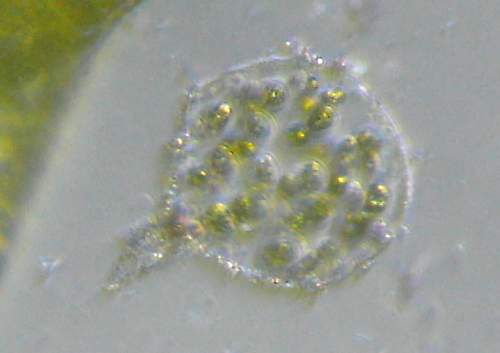 Microscopia delle acque astatiche del Bosco di Foglino