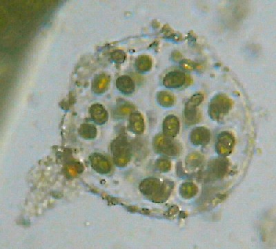 Microscopia delle acque astatiche del Bosco di Foglino
