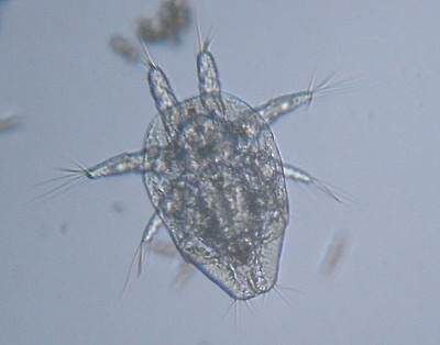 Microscopia al Lago di Bracciano, zona Pantane