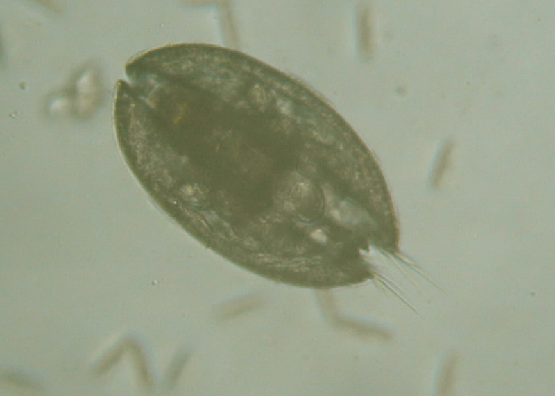 Microscopia al Lago di Bracciano, zona Pantane