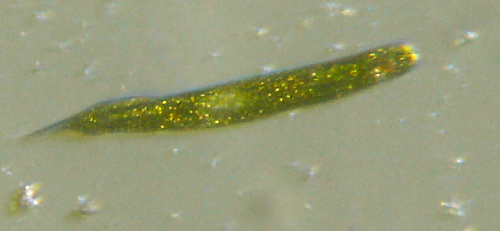 Microscopia delle acque astatiche del Bosco di Foglino