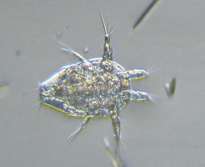 Microscopia al Lago di Bracciano, zona Pantane