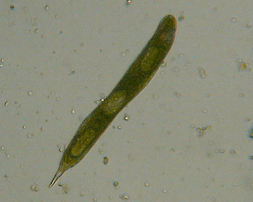 Microscopia delle acque astatiche del Bosco di Foglino