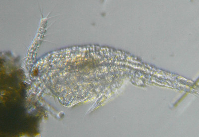 Microscopia al Lago di Bracciano, zona Pantane