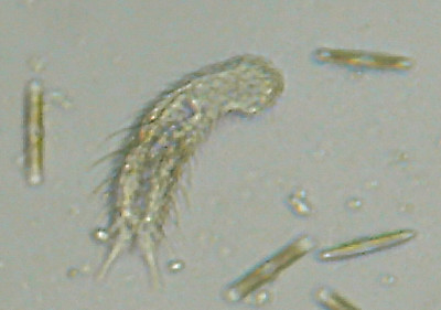 Microscopia al Lago di Bracciano, zona Pantane