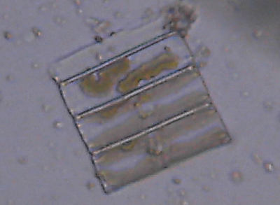 Microscopia delle acque astatiche del Bosco di Foglino