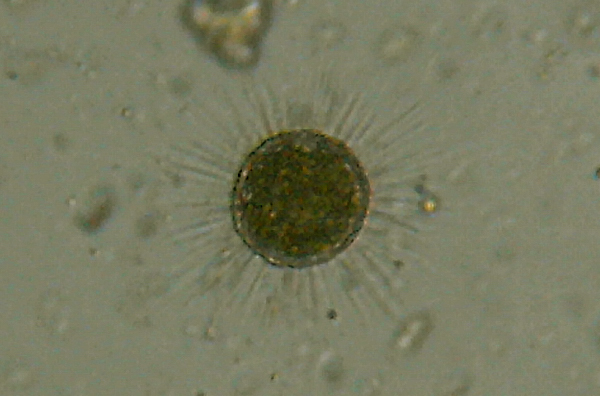 Microscopia delle acque astatiche del Bosco di Foglino