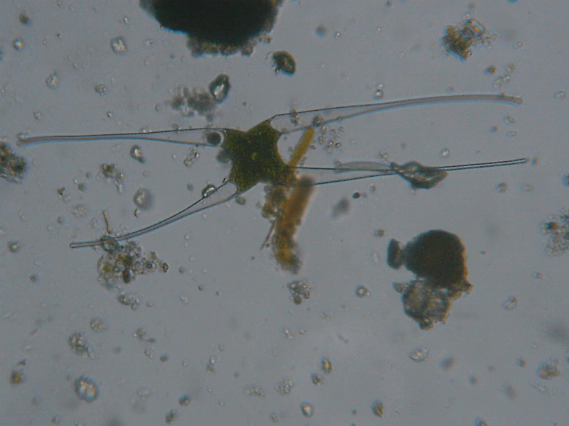 Microscopia delle acque astatiche del Bosco di Foglino