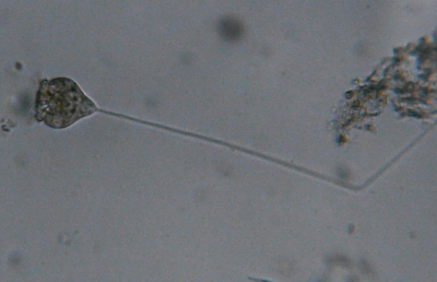 Microscopia delle acque astatiche del Bosco di Foglino