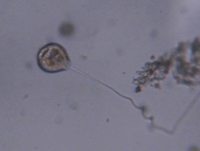 Microscopia delle acque astatiche del Bosco di Foglino