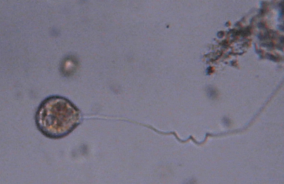 Microscopia delle acque astatiche del Bosco di Foglino