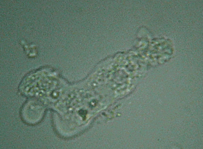 Microscopia delle acque astatiche del Bosco di Foglino