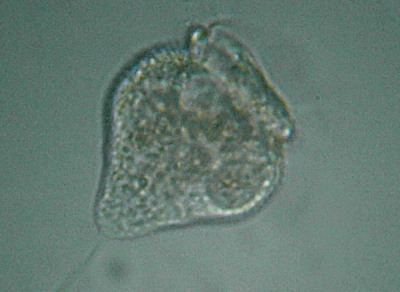 Microscopia delle acque astatiche del Bosco di Foglino