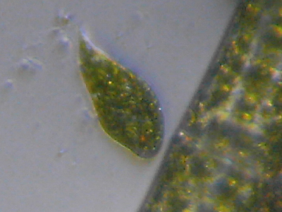 Microscopia delle acque astatiche del Bosco di Foglino