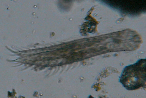 Microscopia delle acque astatiche del Bosco di Foglino