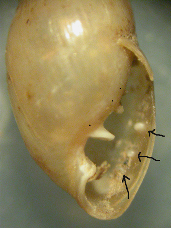 Myosotella cf. denticulata (Montagu,1803)