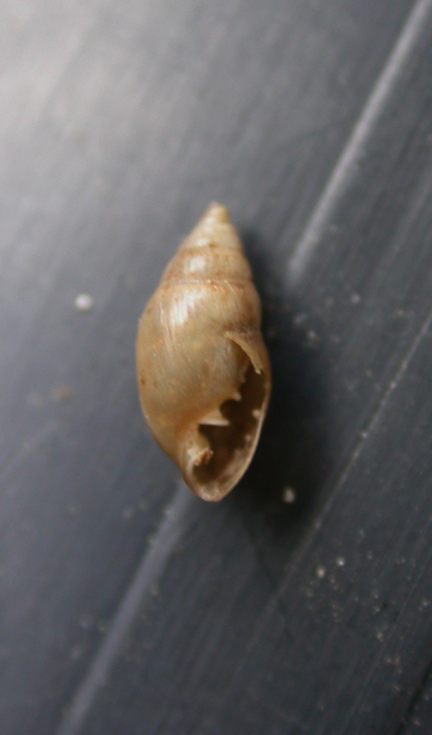 Myosotella cf. denticulata (Montagu,1803)