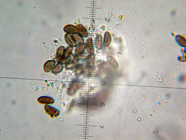 Hypoxylon fragiforme...howeianum....
