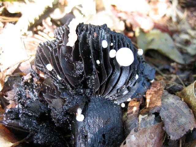 Asterophora lycoperdoides ....aggiornamento