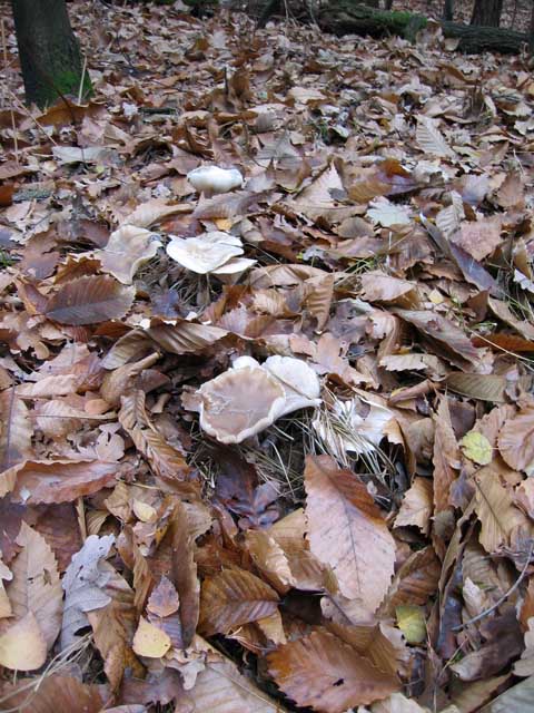 Clitocybe ... da determinare
