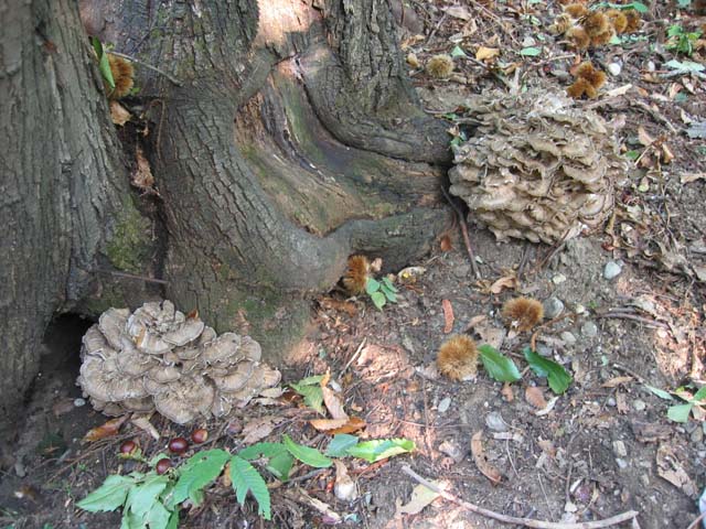 I grandi Funghi: Grifola frondosa