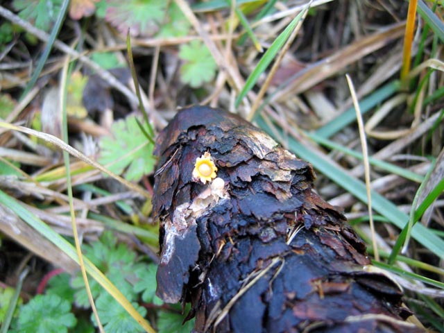Sphaerobolus stellatus