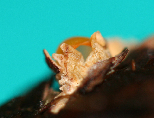 Sphaerobolus stellatus
