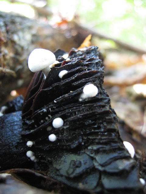 Asterophora lycoperdoides ....aggiornamento