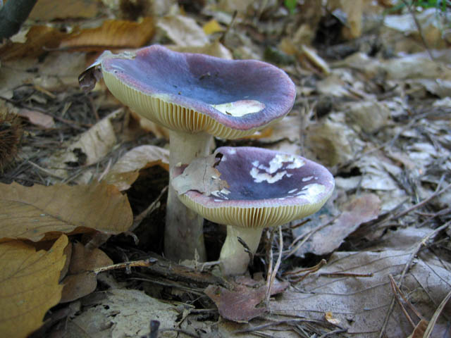 Russula sardonia