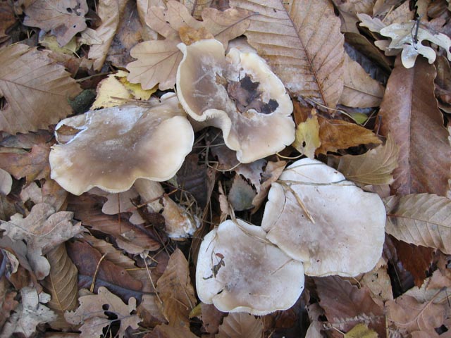 Clitocybe ... da determinare