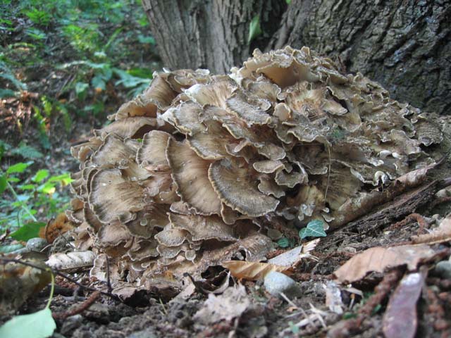 I grandi Funghi: Grifola frondosa