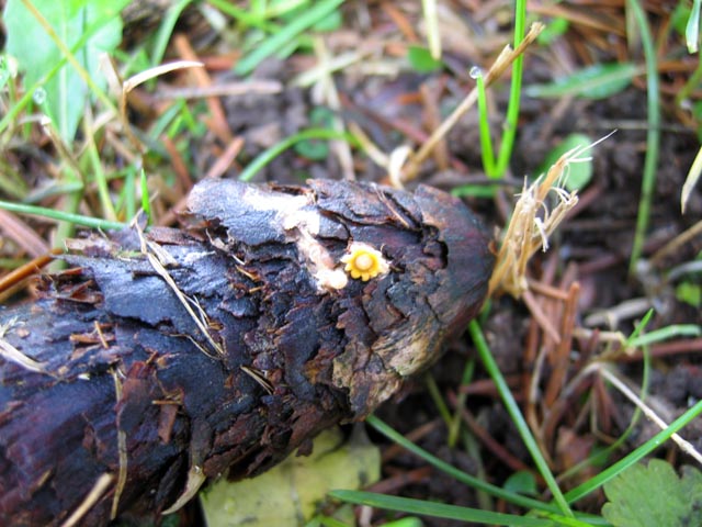 Sphaerobolus stellatus