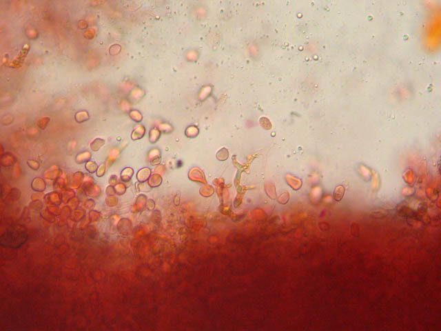 Sphaerobolus stellatus