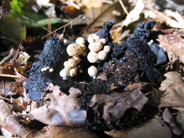 Asterophora lycoperdoides ....aggiornamento