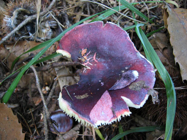 Russula sardonia