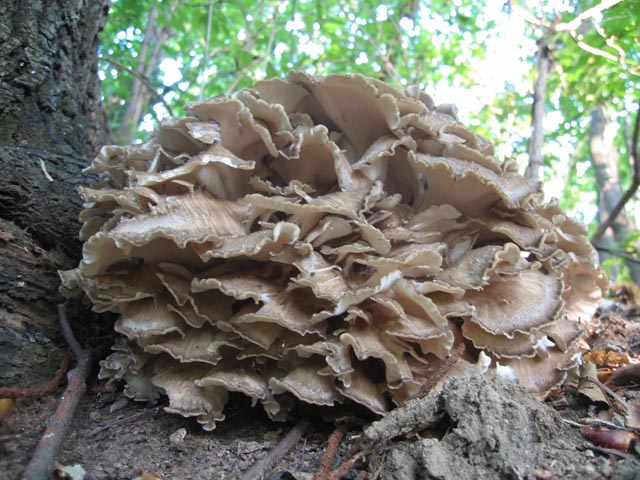 I grandi Funghi: Grifola frondosa