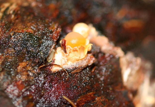 Sphaerobolus stellatus
