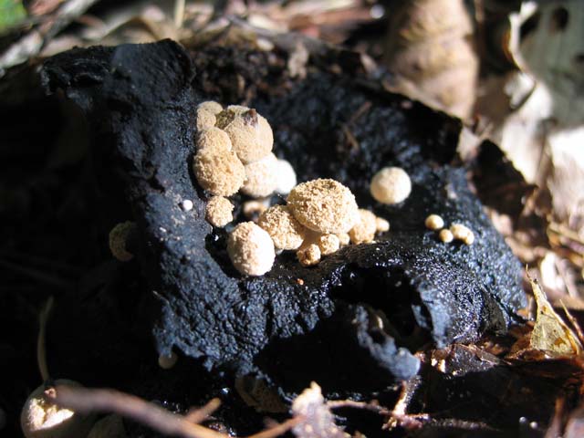 Asterophora lycoperdoides ....aggiornamento